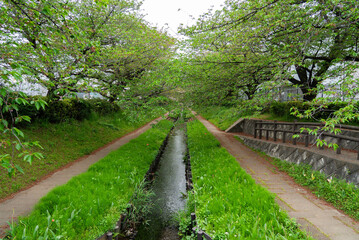 小川のある歩道