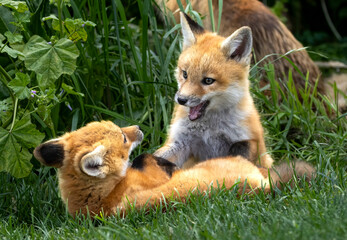 A pair of baby red foxes playing in the grass