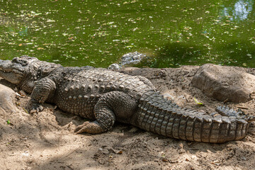 Mugger Or Marsh Crocodile Living At The Madras Crocodile Bank Trust and Centre for Herpetology, ECR Chennai, Tamilnadu, South India.