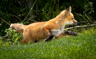 A young baby red fox in the grass