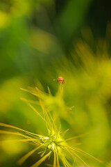 ladybug on a flower