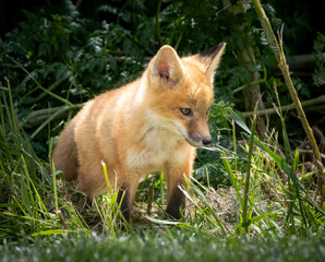 A young baby red fox in the grass