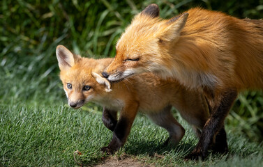 A small fox family in a park.