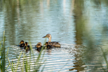 mom duck with little cute baby ducks in the pond
