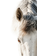 beautiful white grey mare fine art edit
