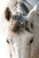 beautiful white grey mare fine art edit