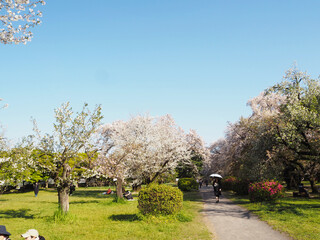 桜