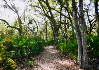 Fototapeta na wymiar Pathway winding through the dense, green forest of Tupelo Trail, Jekyll Island