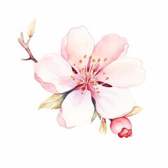 A delicate singular cherry blossom rendered precisely in shades of pink and white watercolor