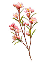 A Beautiful pink wax flower twig and bud over a transparent background, isolated floral design element, wedding invitation. Generative AI