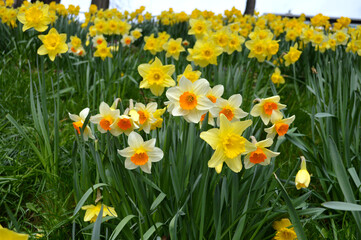 White and orange daffodils blooming in a garden	