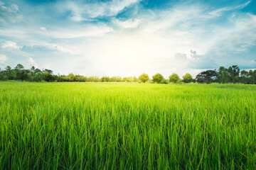 Green Terraced Rice field green grass blue sky cloud cloudy landscape background  in the evening...