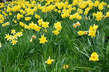 Yellow daffodils blooming on the hill in Scotland, UK