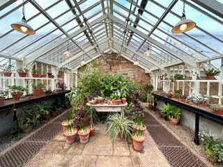 Flowers and green plants growing in a greenhouse