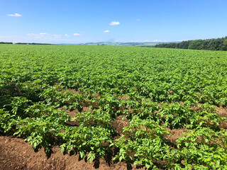 Fototapeta na wymiar Sunshine on a field of potato plants in Scotland, UK