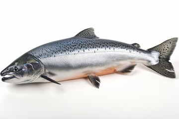 Naklejka premium High-Resolution Atlantic Salmon Isolated on White Background: Side Profile View with Silver Scales, Detailed Texture, Metallic Sheen, Splayed Fins, Clear Eye, Closed Mouth