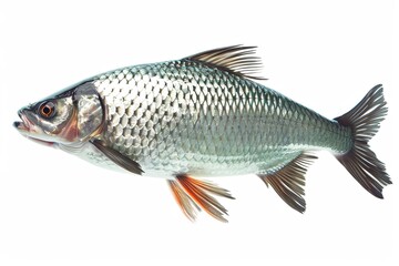 Fototapeta premium High-Resolution Silver Scaled Barramundi: Side Profile with Detailed Texture and Clear Eye
