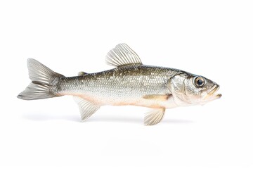 High-Resolution Walleye Photography: Silver Scale Gradient, Realistic Texture, Gills, Clear Eye