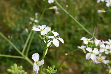Radish flower in vegetable garden. Radish flowers are petite blooms consisting of four petals forming the shape of a greek cross attached to four yellow stamens. Vegetable flower.