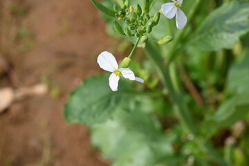 Radish flower in vegetable garden. Radish flowers are petite blooms consisting of four petals forming the shape of a greek cross attached to four yellow stamens. Vegetable flower.