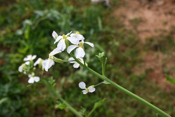Radish flower in vegetable garden. Radish flowers are petite blooms consisting of four petals...