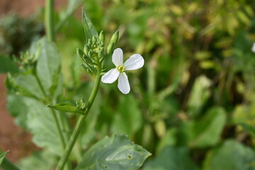 Radish flower in vegetable garden. Radish flowers are petite blooms consisting of four petals forming the shape of a greek cross attached to four yellow stamens. Vegetable flower.