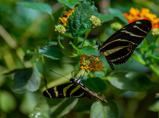 2 Zebra Butterfly, Heliconius charithonia in a flower