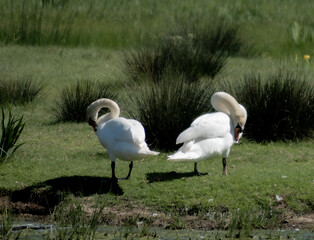 Couple of Swans in a meadow