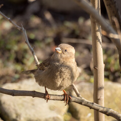 portrait of a sparrow