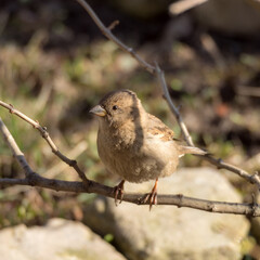 portrait of a sparrow on a branch