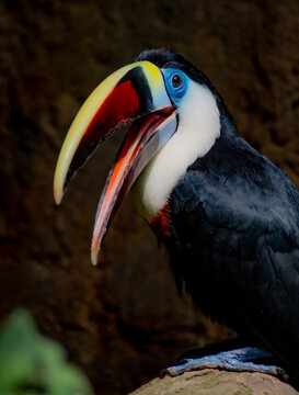 Butterfly Park Empuriabrava - Happy White-throated Toucan (Ramphastos tucanus)
