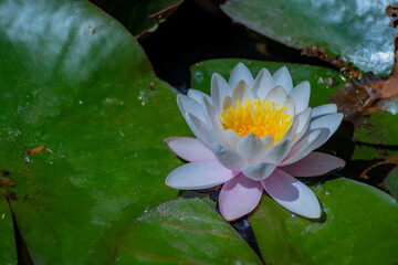 White lotus flower