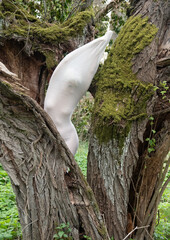 nude woman, body wrapped in long skin tight white dress highlighting body shapes, as living statue in nature old willow tree
