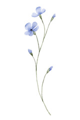 Blue wild flower, watercolor drawing. Botanical floral illustration. Digital flower.