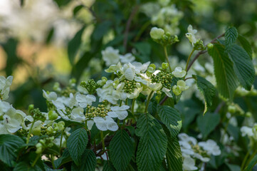 Viburnum plicatum flowering spring white flowers, beautiful ornamental Japanese snowball shrub in...