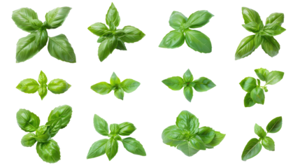 Set of green basil herb leaves photo isolated on white or transparent background png cutout