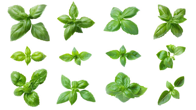 Set of green basil herb leaves photo isolated on white or transparent background png cutout