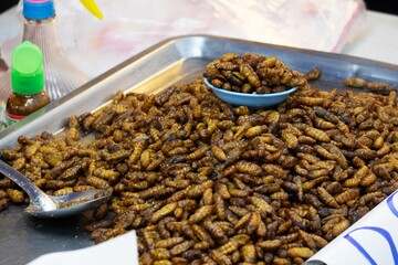 A tray full of insects is on a table. The insects are brown and scattered all over the tray