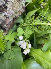 Muguet en pleine nature