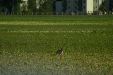 Obraz na płótnie Canvas rabbit in the city