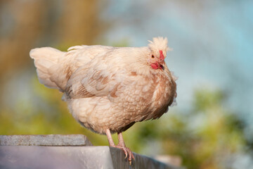 Young white range chicken isolated on blurred sky background