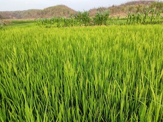 rice field