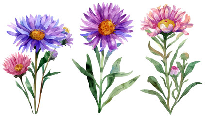Set of Aster flowers clipart watercolor isolated on white or transparent background png cutout