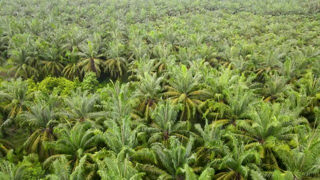 Aerial view of oil palm fields. plantation palm oil sawit