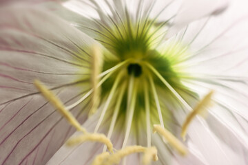 close up of a daisy flower
