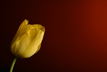 
117 / 5 000
Wyniki tłumaczenia
Tłumaczenie
żółty tulipan na czerwonym tle jako tapeta pulpitu lub fototapeta ekranu telefonu. kartkę z życzeniami i życzenia miłości. - obrazy, fototapety, plakaty