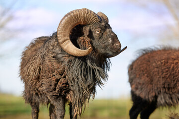 Close up of head of male ouessant sheep