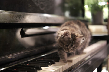 Little funny kitten plays walks piano with its paws. Music and pets. Piano lessons. Old vintage...