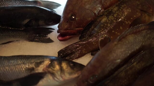 fish from the sea in the store