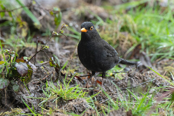 Merle noir,.Turdus merula, Common Blackbird